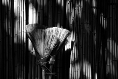 Liz_Bamboo-shadows