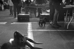 carbootsale-brighton-marina-35mm-2020-1920px